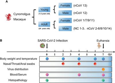 Proteomic and Metabolomic Characterization of SARS-CoV-2-Infected Cynomolgus Macaque at Early Stage